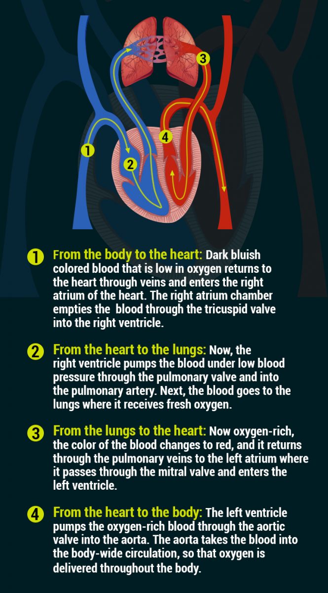 Lung Institute Infographic