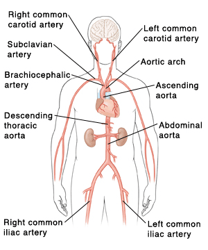 Aorta diagram from Johns Hopkins