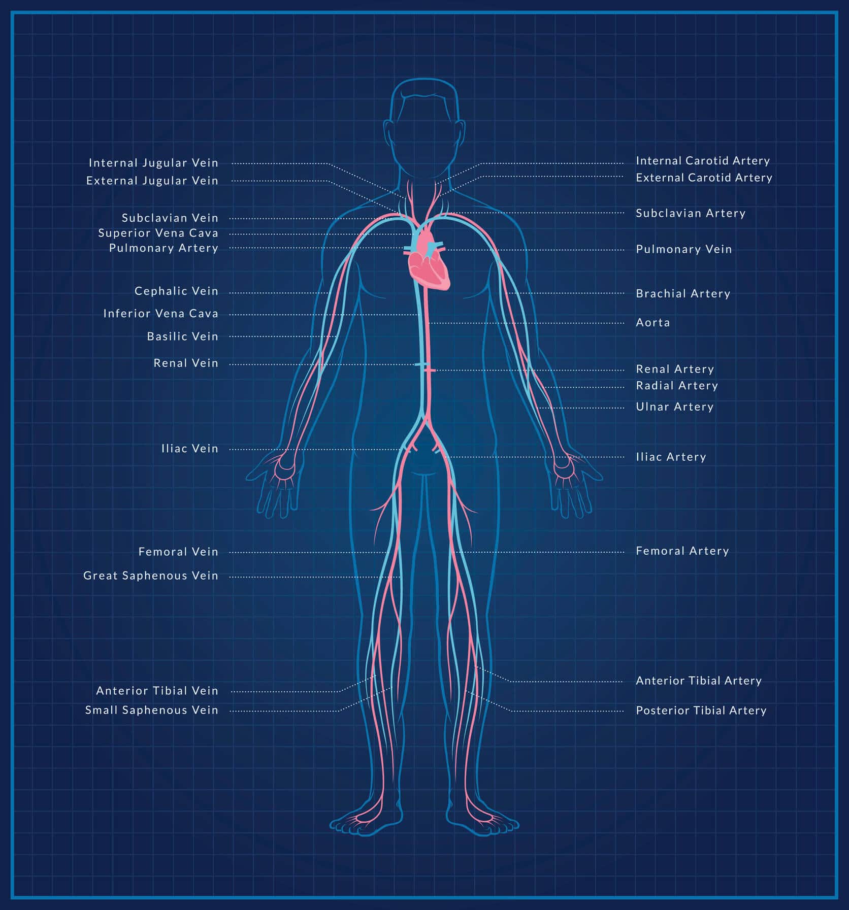 How your circulatory system is supposed to work