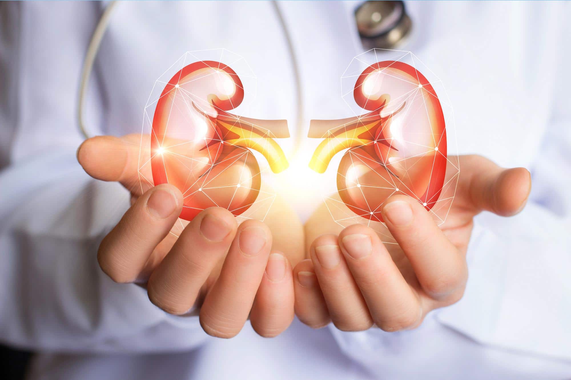 kidneys in dr hands